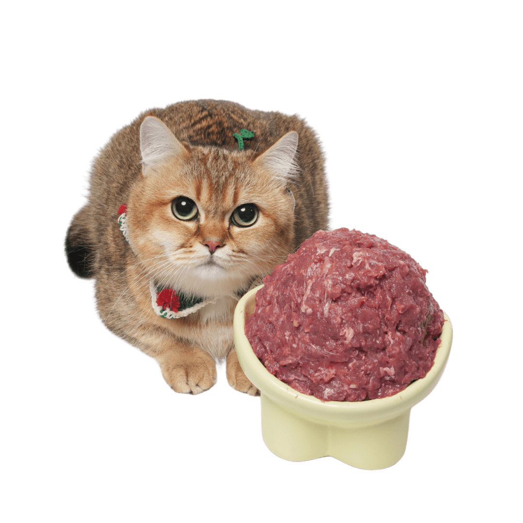 Cat with Food